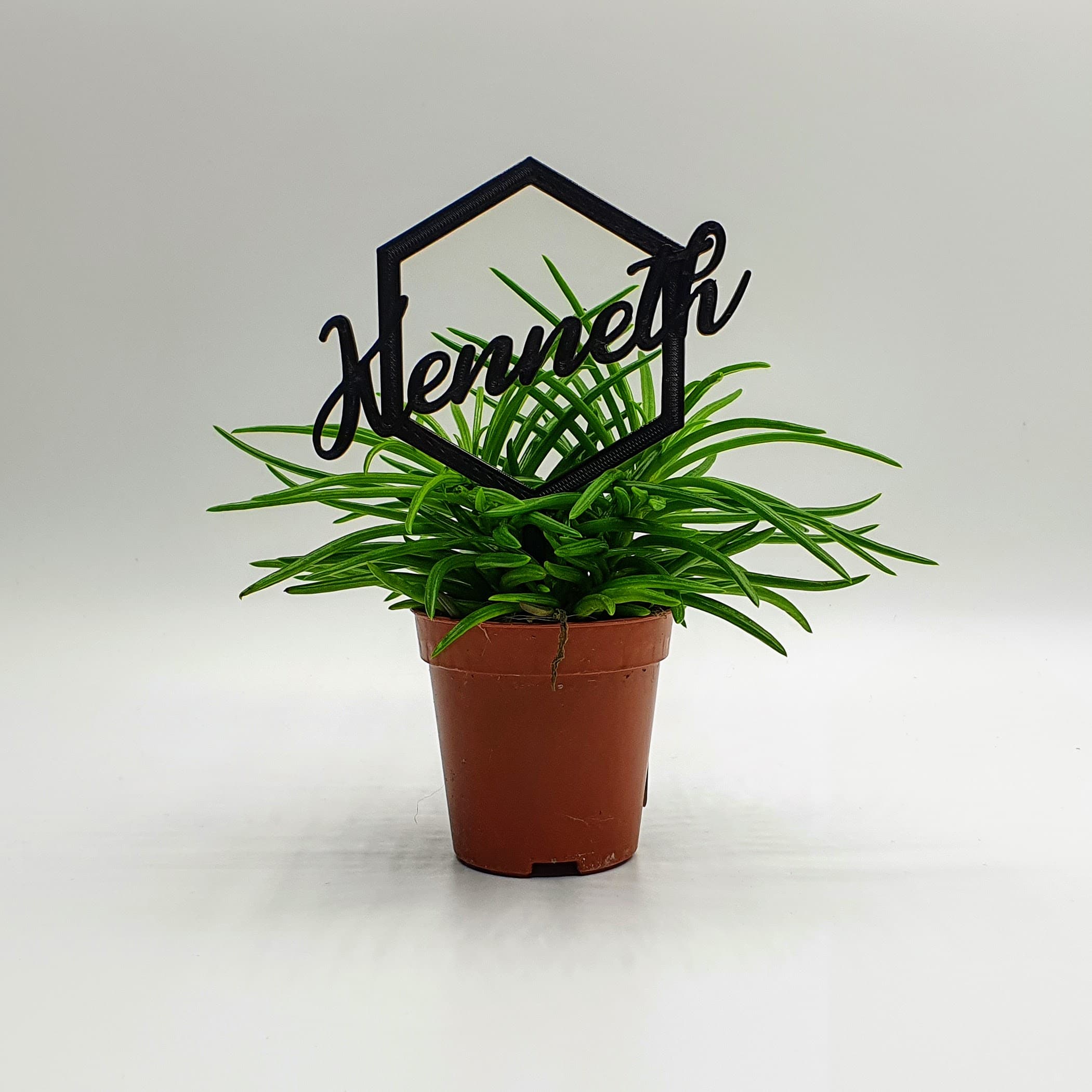 plant stick with name