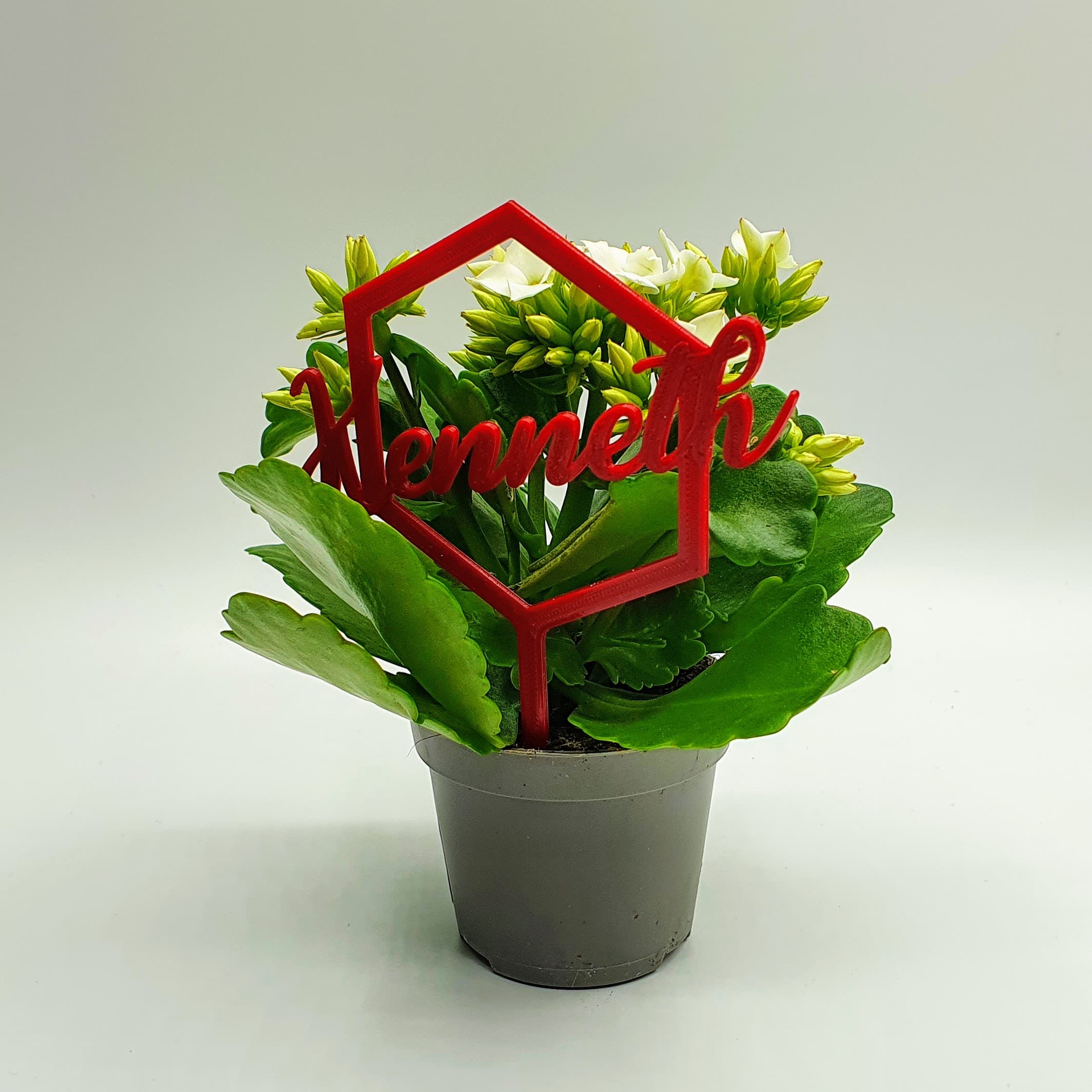 plant stick with name